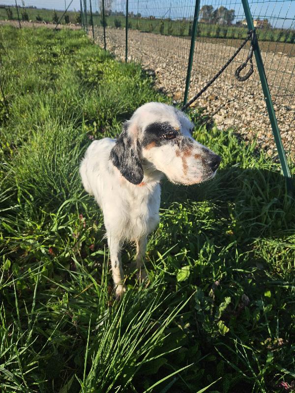 💕ZEUS CERCA CASA 🏠❤️ Foto 10